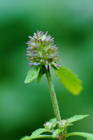 Image result for Platostoma dilungense