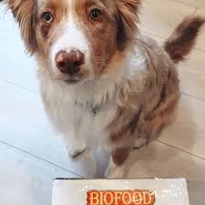 Un Peu De Patience Pour Orah Bergeraustralien Qui Attend Louverture De Son Colis Biofood France Corgi Animals Dogs