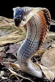 Pin By Joegenzer On Snakes Snake Wallpaper Scary Snakes King Cobra Snake