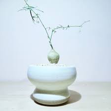 Image result for Adenia kirkii