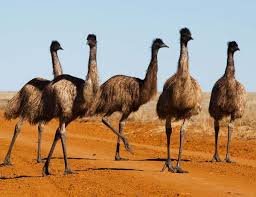 Downloading emus4u is as easy as any other apps, simply follow the instructions given in the above link to get it installed on your iphone or ipad. Emu Style Birds Have Abandoned Flight Six Times New Scientist