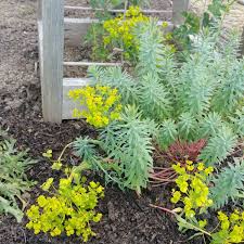 Image result for Euphorbia plenispina