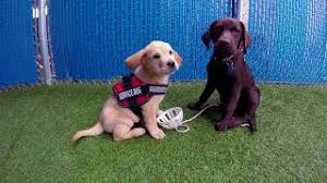 The adoption isn't free either, with a fee of $1,200 for a career change dog. Our Dogs Freedom Service Dogs