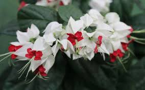 Maybe you would like to learn more about one of these? Bleeding Heart Vine For Sale Naples