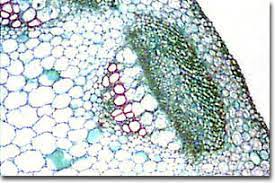 Choose from a wide range of similar scenes. Molecular Expressions Science Optics And You Intel Play Qx3 Computer Microscope Photo Gallery Generalized Plant Cell
