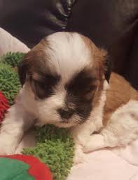 Maybe you would like to learn more about one of these? Havashu Puppies For Sale In Ca California Shihtzu Pups
