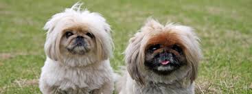 See reviews, photos, directions, phone numbers and more for family pet clinic locations in beaverton, or. Family Pet Clinic Of Newberg Our Family Cares For Your Family