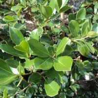 Image result for Psilotrichum scleranthum