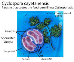 Image result for Cyclocotyla