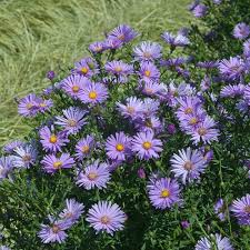 Pin On Plants For Fall Gardens