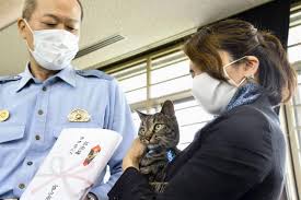 Clever Cat Wins Police Plaudits In Japan For Leading To Rescue Of Man Stuck In Canal The Japan Times