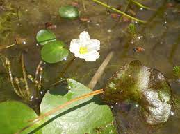 Riccia fluitans a part of floating aquarium plants develops exceptionally rapidly. Nymphoides Aquatica Wikipedia