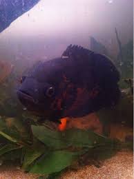 A Big Boy Black Oscar Oscar Fish Aquarium Fish Tropical Aquarium