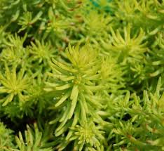 Image result for Sedum ruwenzoriense
