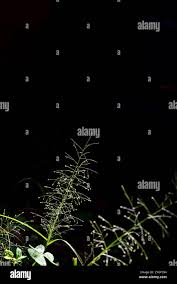 Image result for Sporobolus tenuissimus