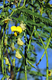 Image result for Sesbania sesban