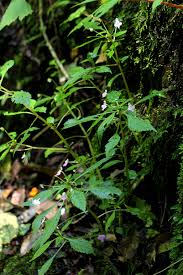 Image result for Impatiens hochstetteri