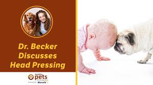 Don't confuse head pressing for headbutting. Head Pressing In Cats Symptoms Causes Treatments Cattime