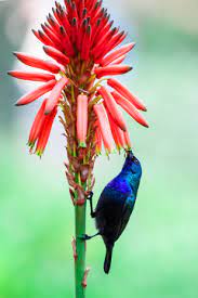 Possuem flores em uma grande variedade de cores após seu período de dormência, brotam novas folhas e produzem sucessivas flores a partir de uma. Por Que As Flores Sao Coloridas E Perfumadas Escola Kids