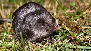 Image result for Neoschumannia