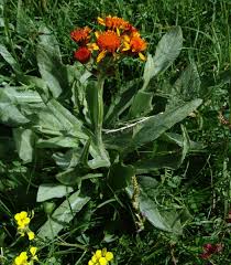 Image result for Emilia subscaposa