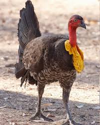 We did not find results for: Gumleaf Tea Beautiful Birds Rooster Breeds Chicken Breeds