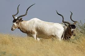 Image result for Limeum viscosum