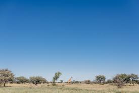 Image result for Tragus koelerioides