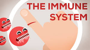 The Immune System Explained I