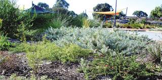 We achieve this by utilising wa's vast array of endemic plants that have adapted to live in our soil and climate which. Https Southperth Wa Gov Au Docs Default Source 1 Residents Services Verges Street Verge Landscape Guidelines Pdf Sfvrsn 6639fabd 2