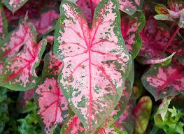 Caladium Carolyn Whorton Angel Wings