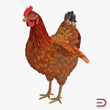 3d Brown Chicken Brown S Chicken 3d Model Real Model