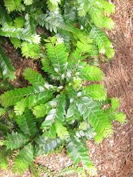 Image result for Anisophyllea