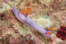 Kết quả hình ảnh cho sên biển