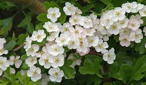 We did not find results for: Biancospino Piante Da Giardino Come Coltivare Il Biancospino