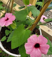 Image result for Thunbergia graminifolia