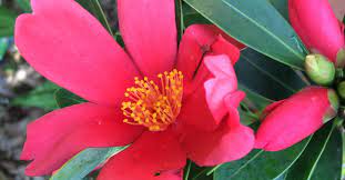 Theaceae Hashtag On Twitter