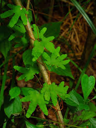 Image result for Lygodium microphyllum