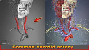 This means that it emerges higher up in the neck, rather than at the juncture of the clavicle and upper spine. Common Carotid Artery Arteries Of Head And Neck 3d Human Anatomy Organs Youtube