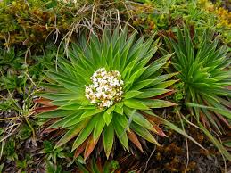Image result for Valeriana capensis