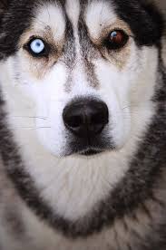 The Most Beautiful Dog In World Siberian Husky My Dog Most Beautiful Dogs Dogs Husky