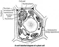 Maybe you would like to learn more about one of these? Draw A Plant Cell And Label The Parts Which Studyrankersonline