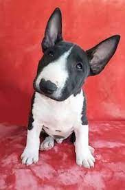 Pin On Cute Animals
