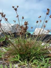 Image result for Fimbristylis