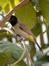 Small Gray Bird With Black And White Head White Spectacled Bulbul Bulbul Passerine Bird Bird Identification