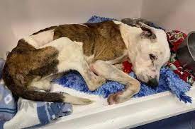 Dog left in terrible condition in Jaywick as RSPCA appeal to find owner amid rising animal neglect - Essex Live