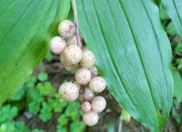 We did not find results for: False Solomon Seal Pictures Flowers Leaves Identification Maianthemum Racemosum