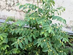 Image result for Nicotiana glauca