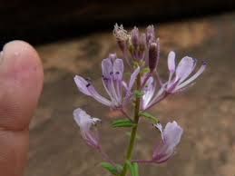 Image result for Cleome monophylla