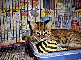 Kucing hutan mengacu pada jenis kucing hidup di alam liar, istilah ini diambil karena memang hidupnya di hutan. Cara Memelihara Kucing Hutan Agar Sehat Dan Jinak Hobinatang